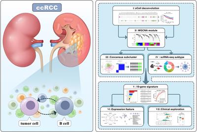 Frontiers | Unraveling The Prognostic Significance And Molecular ...